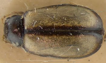 Media type: image; Entomology 18387   Aspect: habitus dorsal view